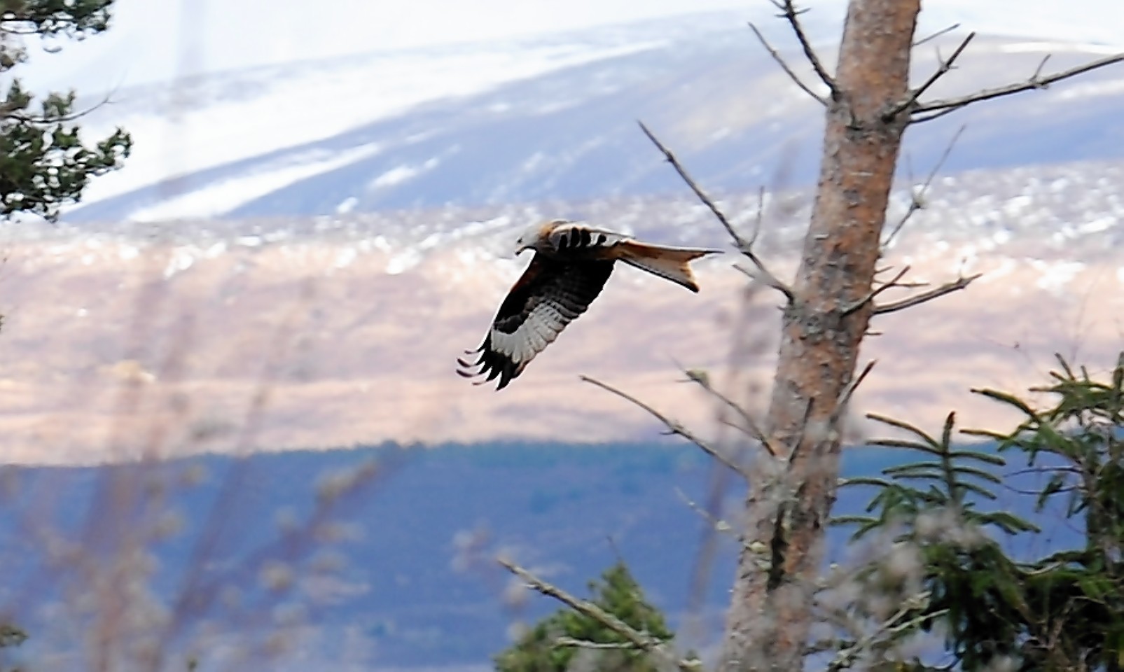 A red kite in flight near Conon Bridge