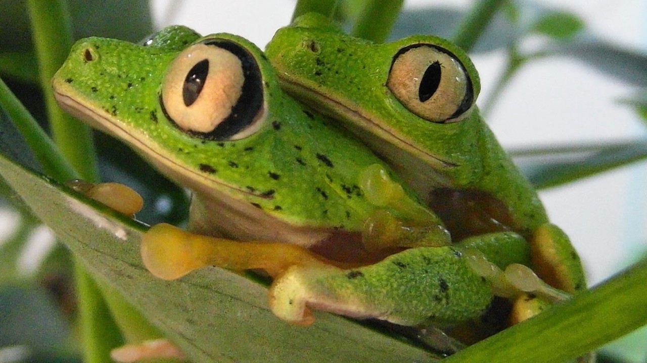 Lemur leaf frogs, one of the top 10 reptiles and amphibians avoiding extinction with the help of zoos