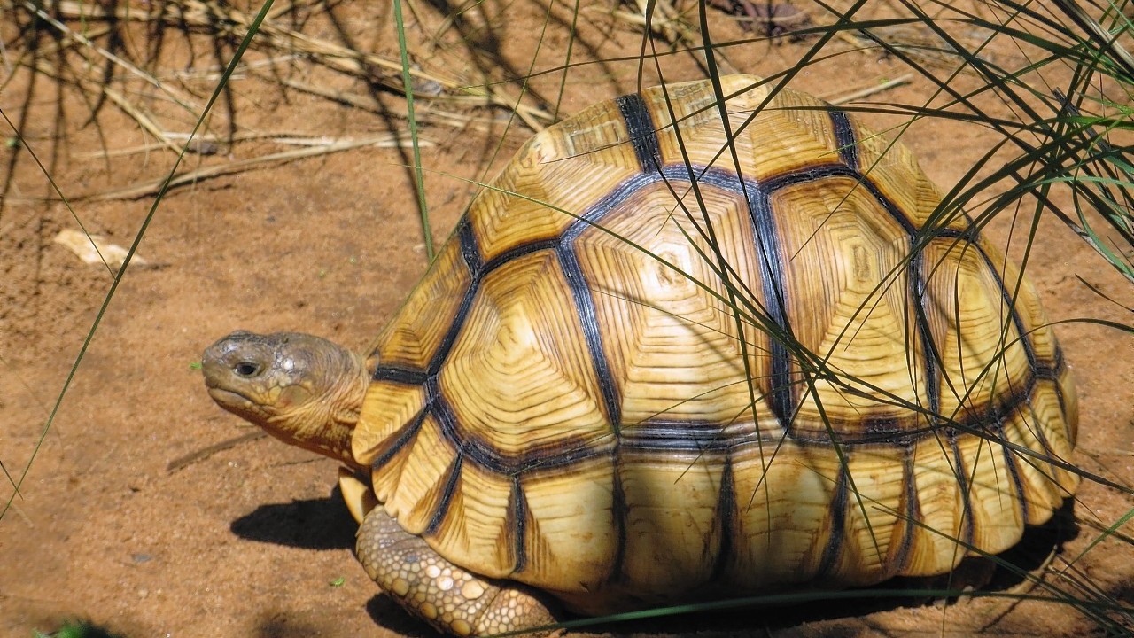 A Ploughshare tortoise, one of the top 10 reptiles and amphibians avoiding extinction with the help of zoos
