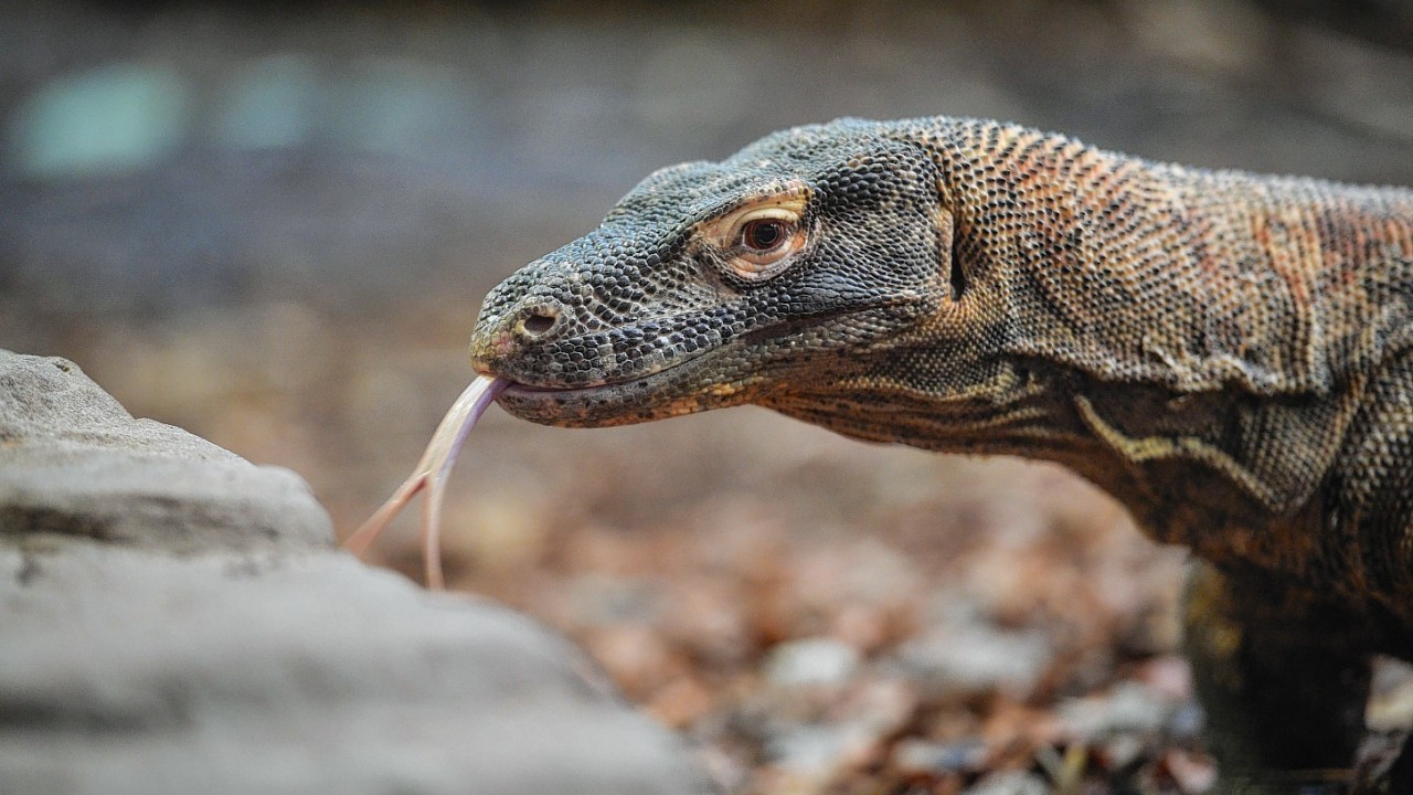 A Komodo Dragon, one of the top 10 reptiles and amphibians avoiding extinction with the help of zoos