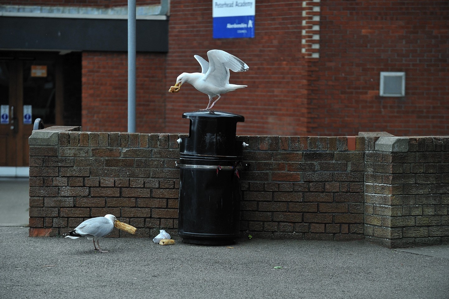 Scavenging gulls at work