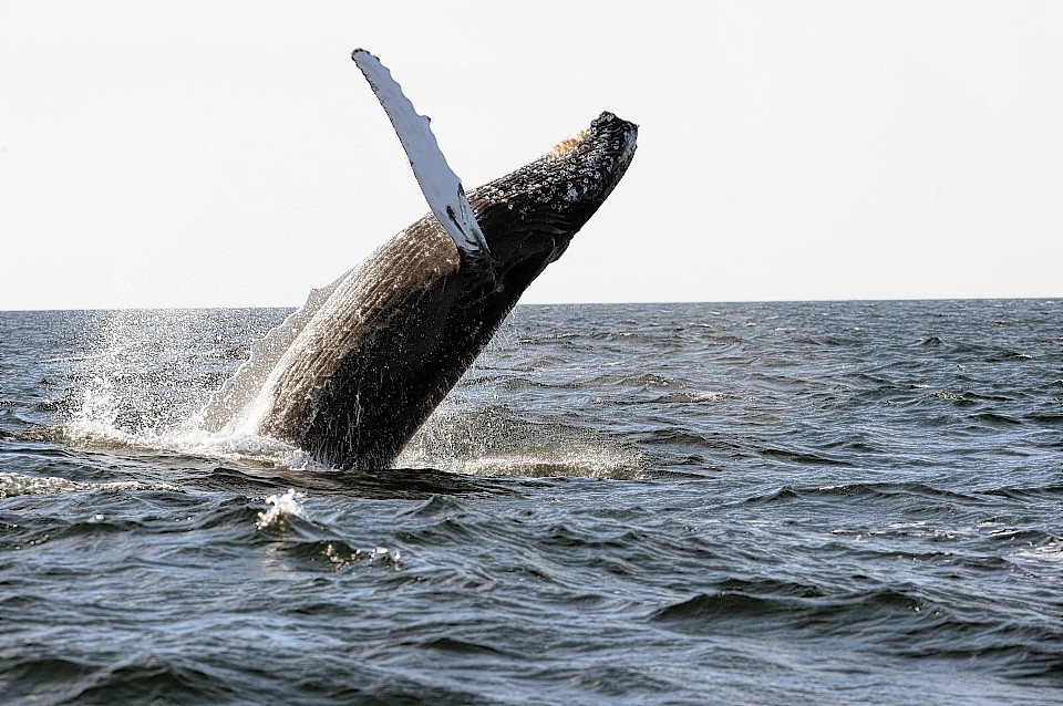 Humpback whales, like this one pictured in the Moray Firth, are at increasing risk of marine pollution, researchers say.
