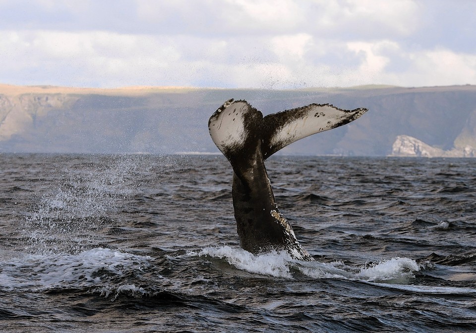 Humpback whale in the Moray Firth