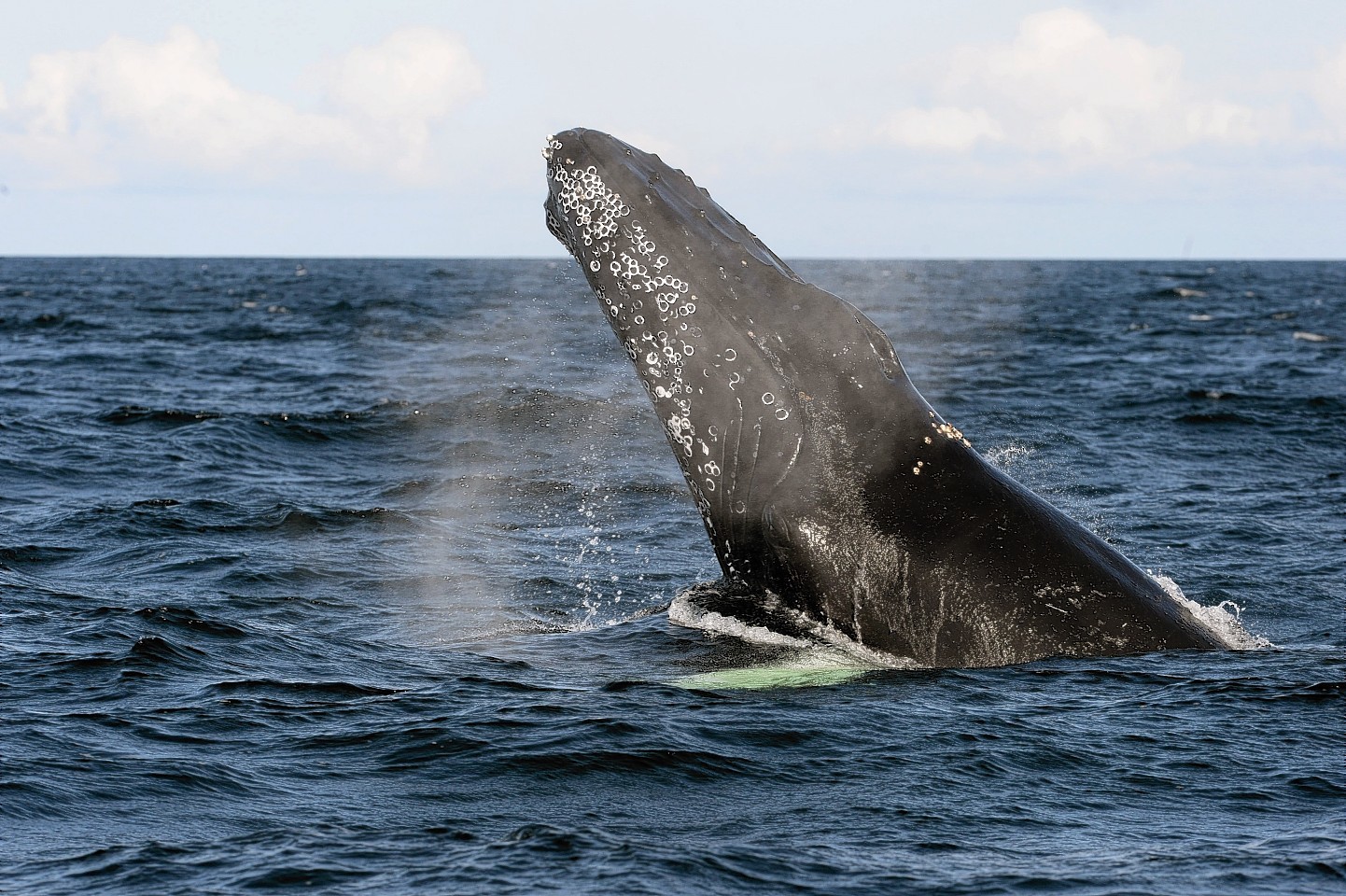 Humpback whale in the Moray Firth