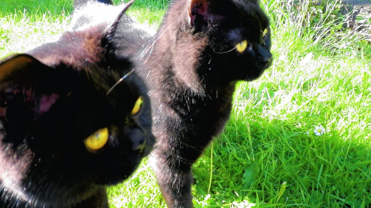 Brothers Hugo and Sooty live with Caroline Jardine in Forres.