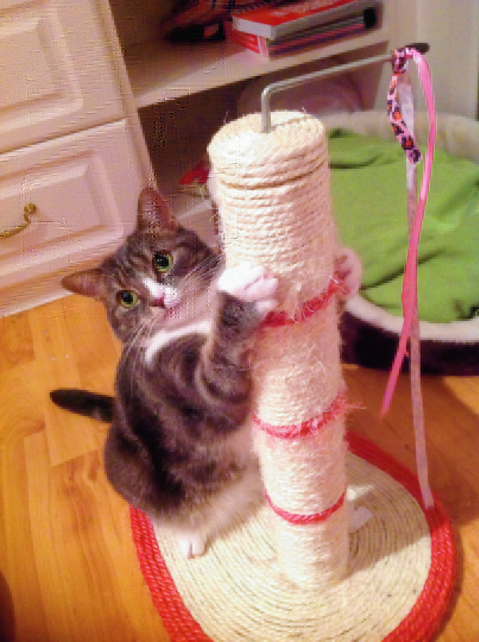 Sox is four years old and loves her scratch pole. She lives with Susan Casey in Kincorth, Aberdeen