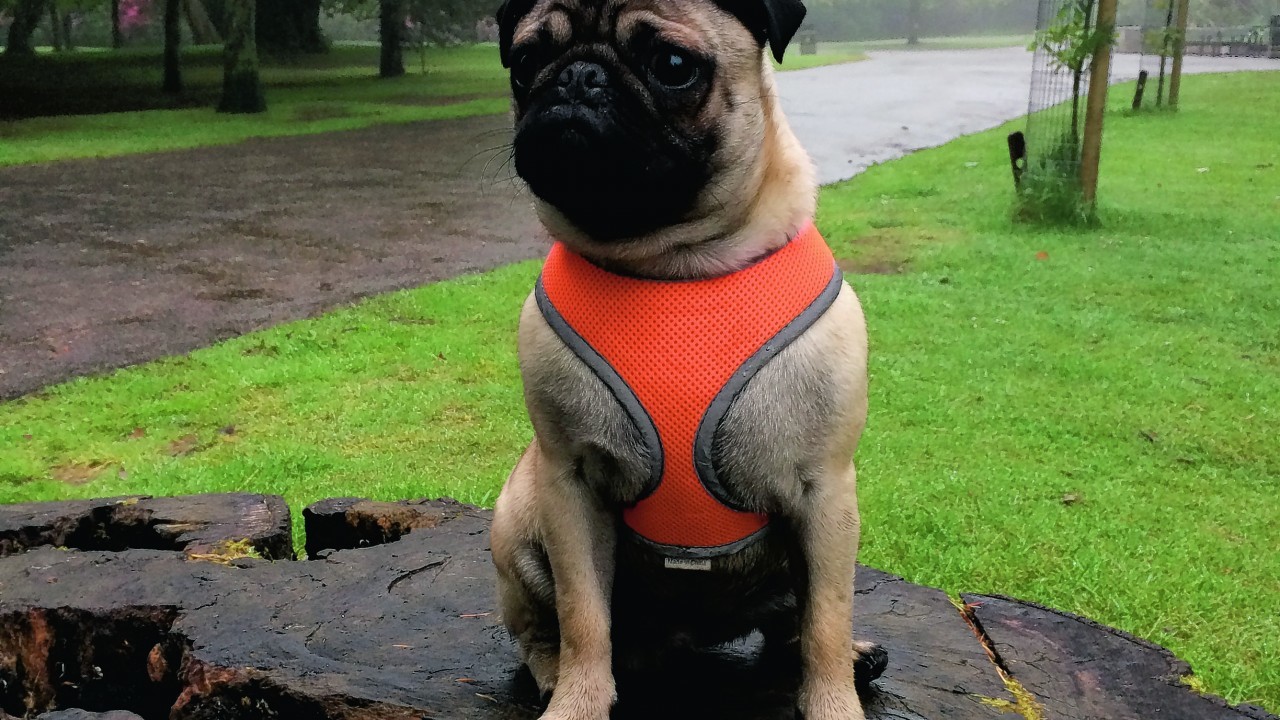Douglas the pug lives with Andrew Ritchie in Aberdeen.