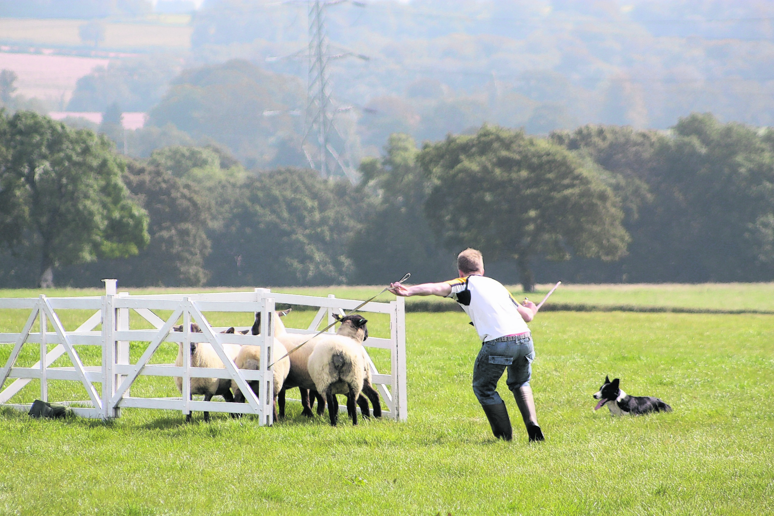 The hunt is on for the top young shepherd