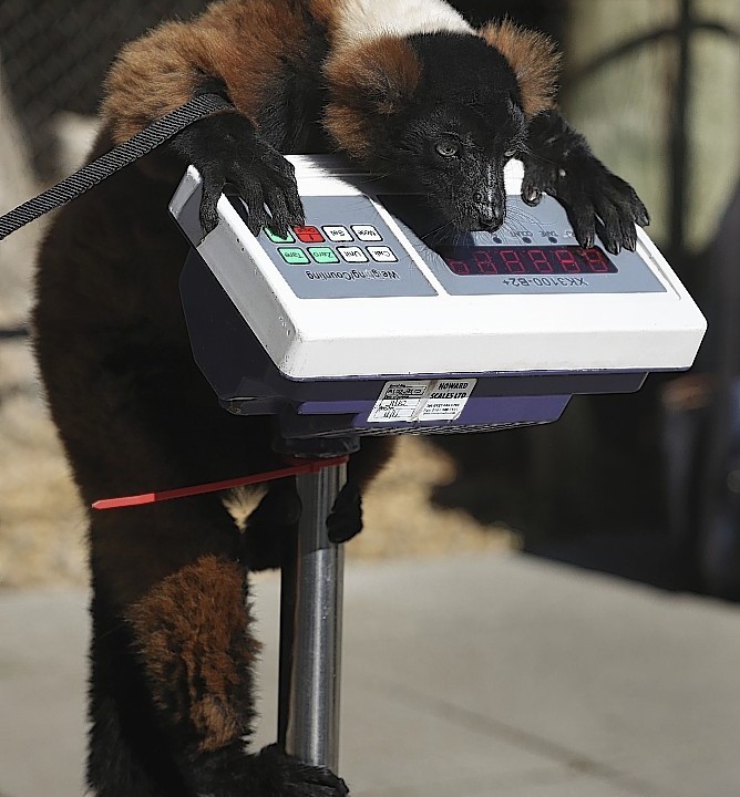 The annual London Zoo weigh in
