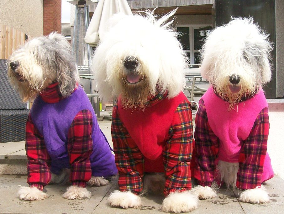 2 MadisonDarcyLibby - dogs in onesies