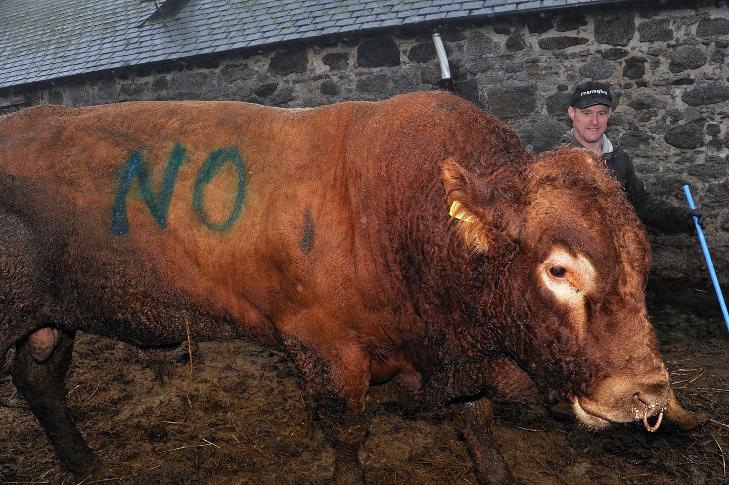 Many farmers including Allan Moore resorted to making live no signs with their animals