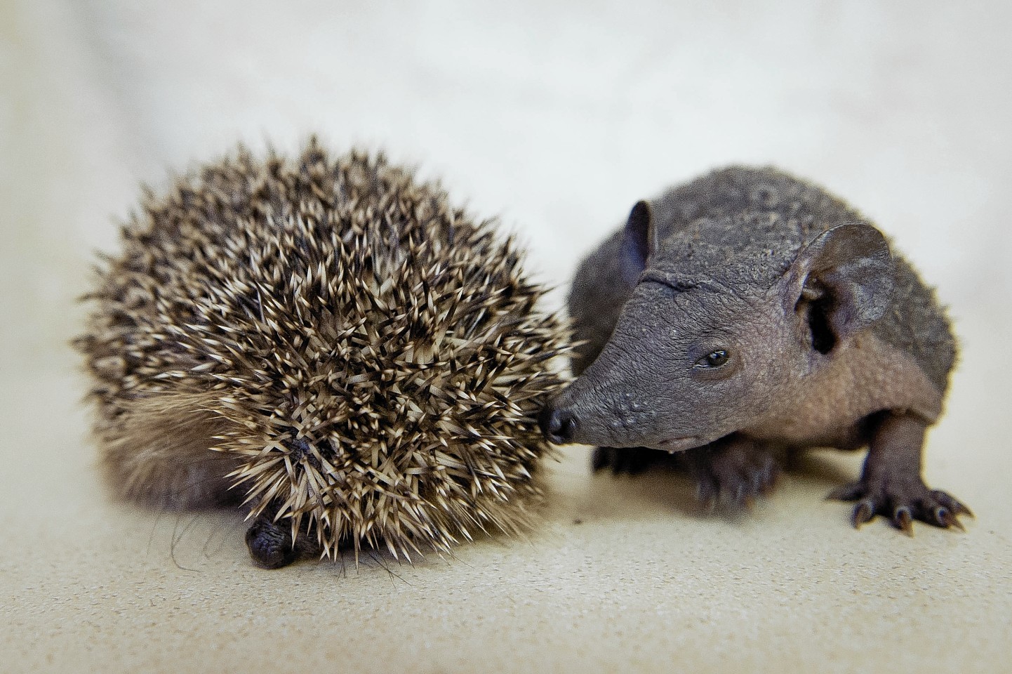 Baldy the baby hedgehog (the one without spikes...!)