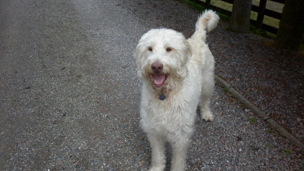 Barney is a Labradoodle and he lives at Spean Bridge with the Macintyre family.