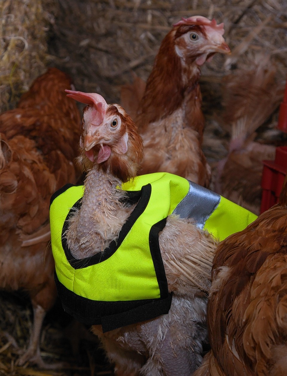 The chicken today perhaps could have done with a hi-vis vest.