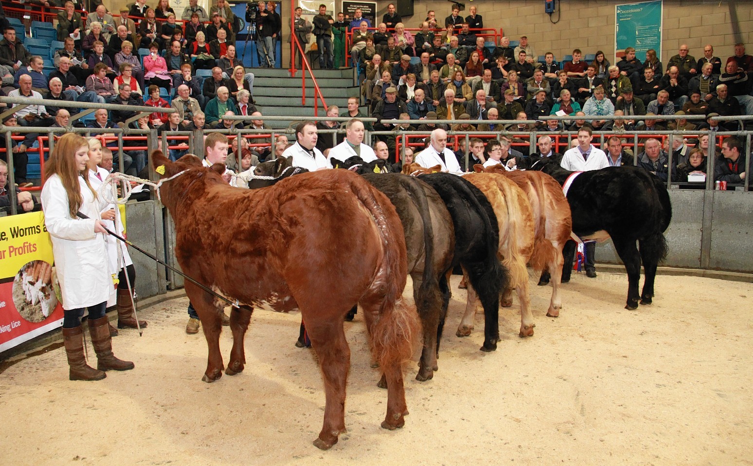 Beasts line up at the Christmas Classic