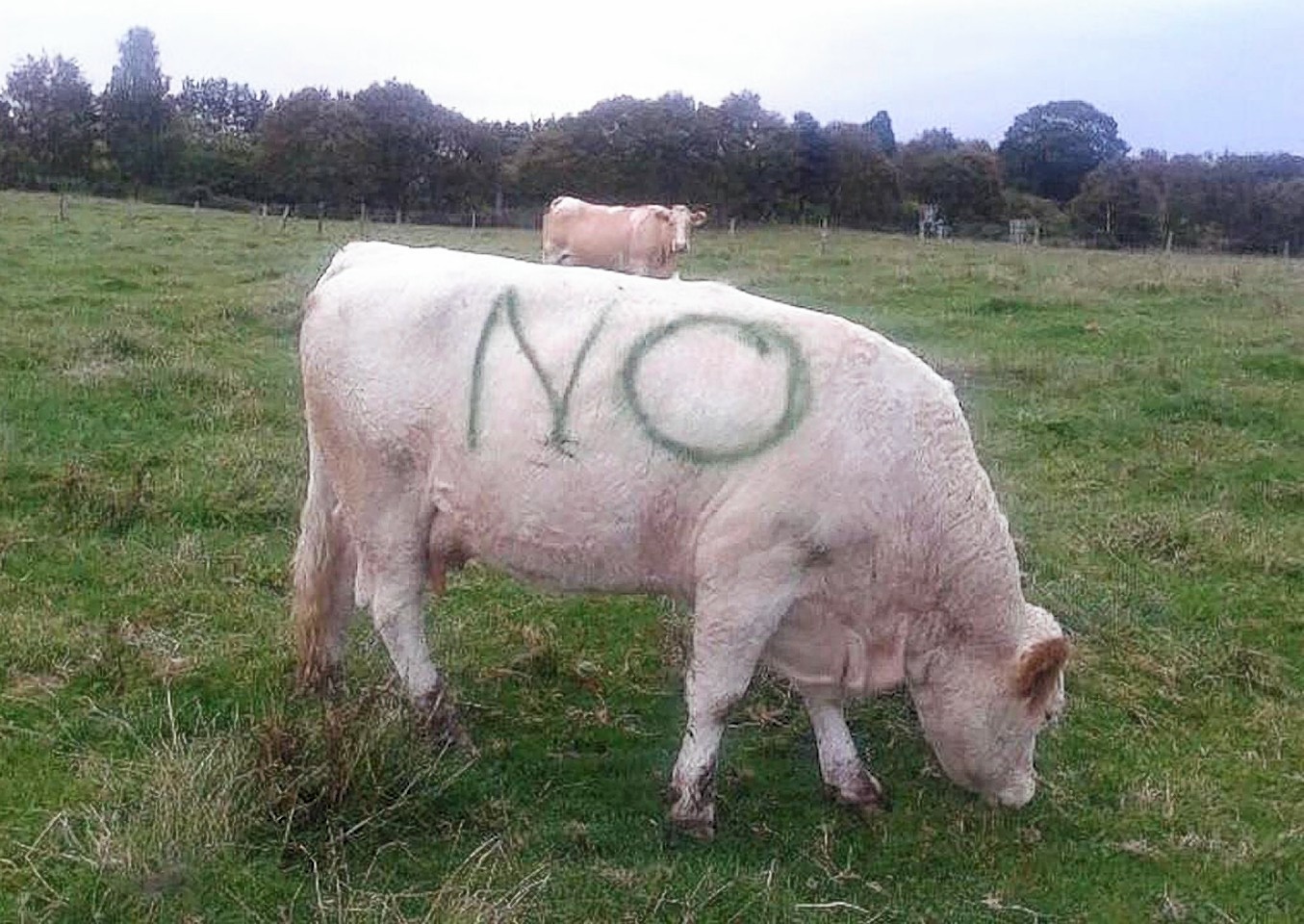 Cow says NO