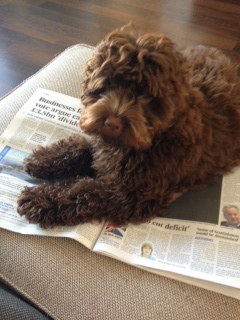 Five-month-old Lexi is an American cockapoo. She lives with the McInnes family at Allenvale Gardens in Aberdeen.