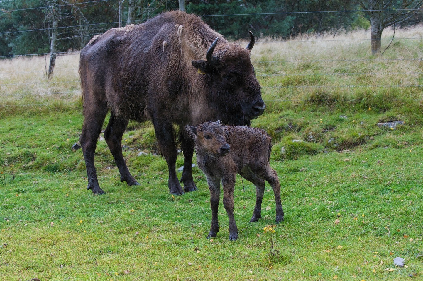 New borns at Highland Wildlife Park