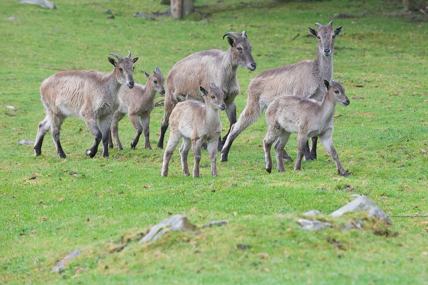 New borns at Highland Wildlife Park