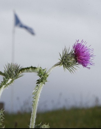The thistle is the national flower of Scotland
