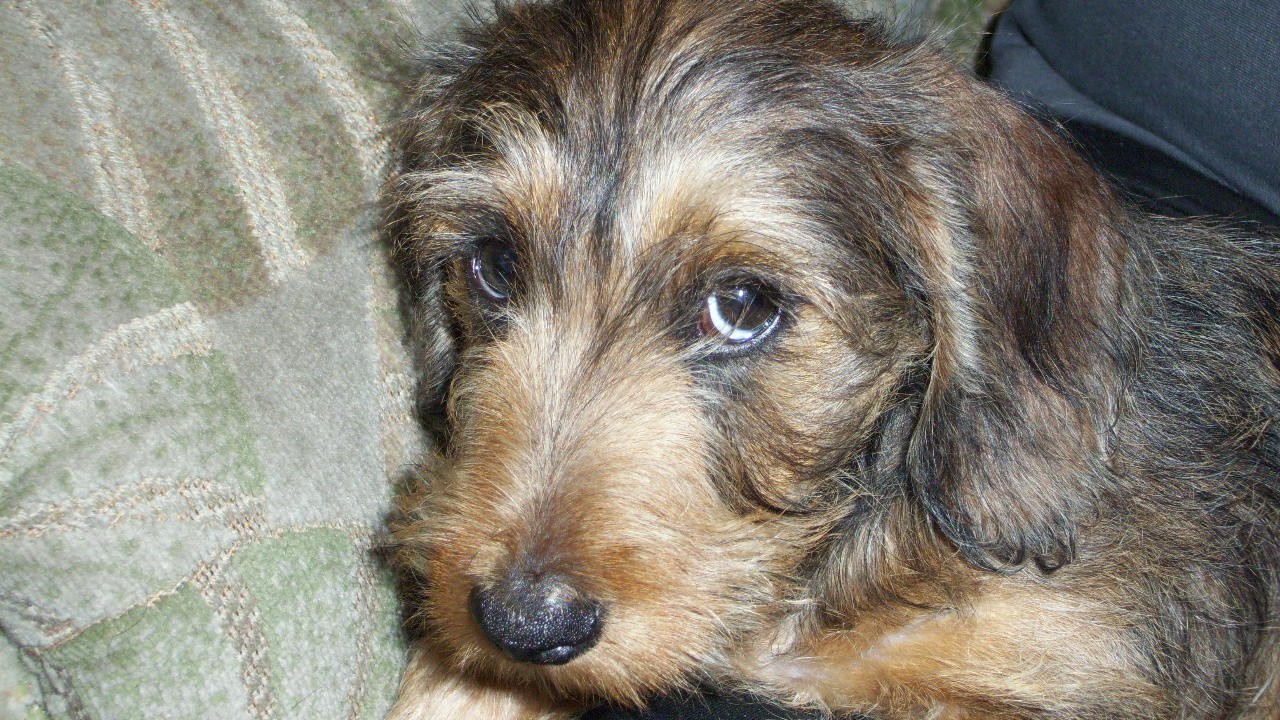 Sammy is a miniature brindle dapple Dachshund, and is 14 weeks old. He lives in Aberdeen with Ian and Lillian Chapman.