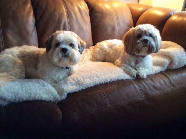 Teddy and Daisy relaxing on settee. They live with Vic and Sonya Sinclair in Cults, Aberdeen.