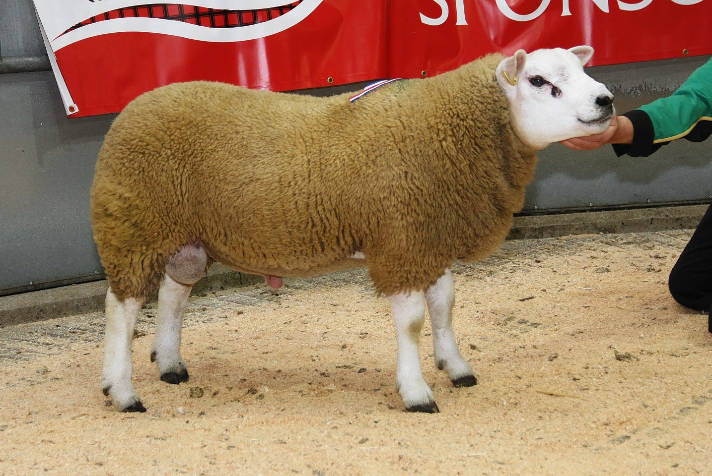 Texel sheep