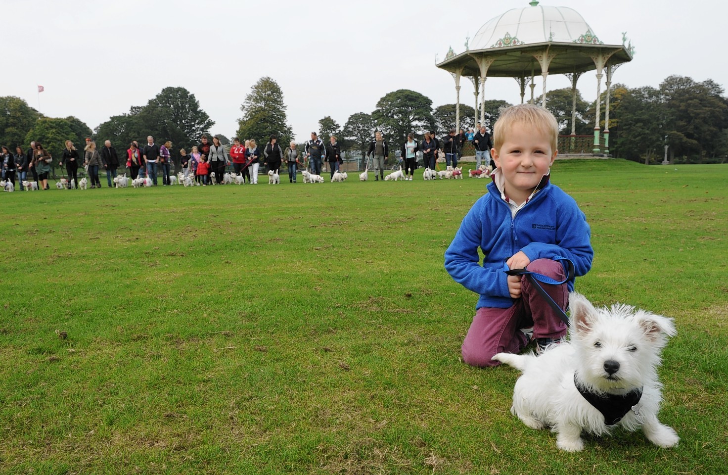 Westies in Duthie Park