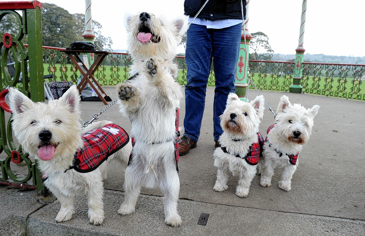 Westies in Duthie Park