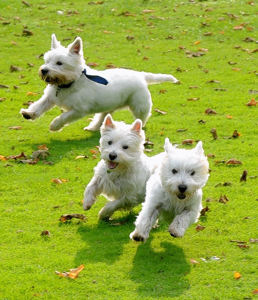 Westies in Duthie Park