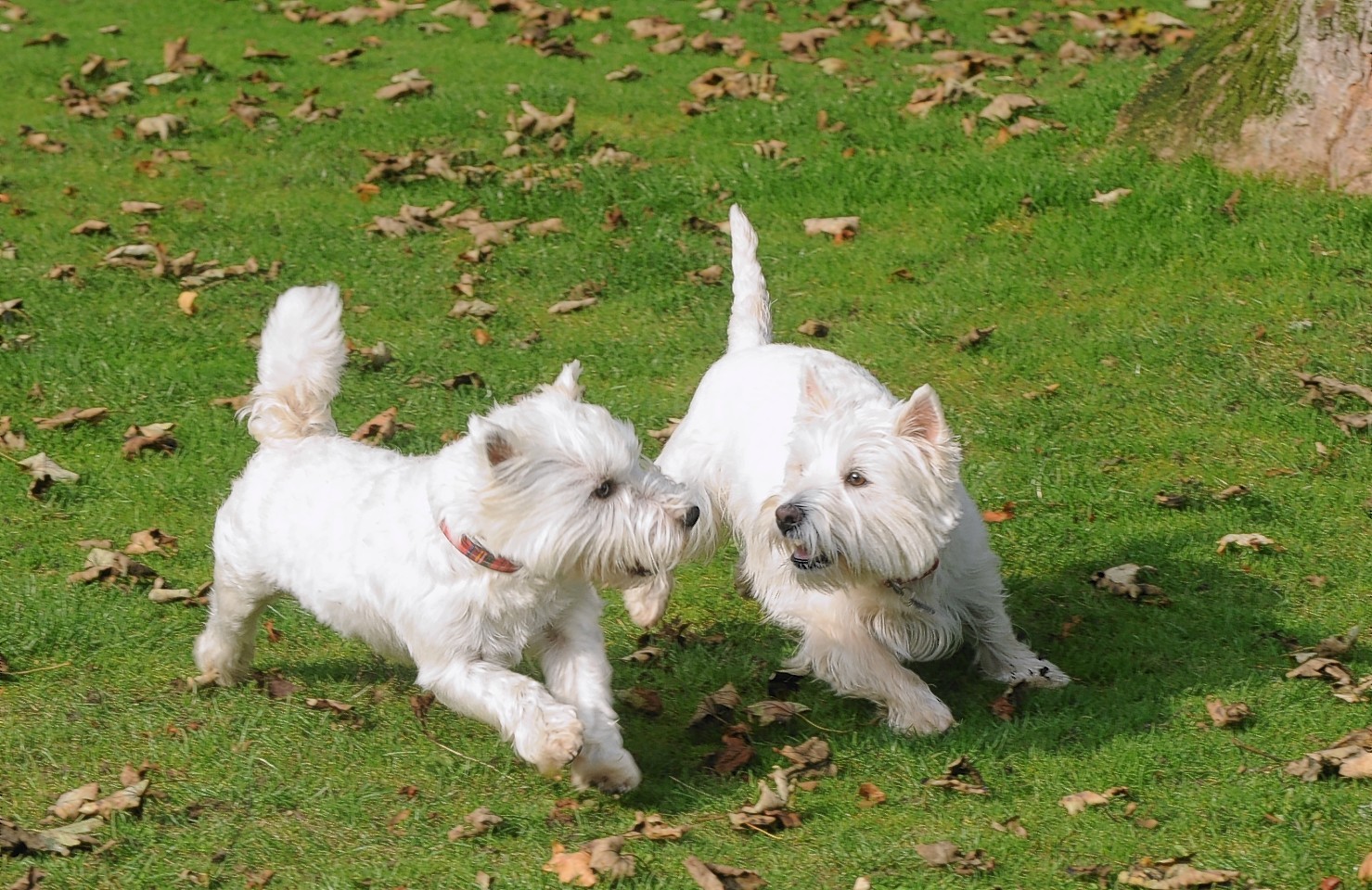 Westies in Duthie Park