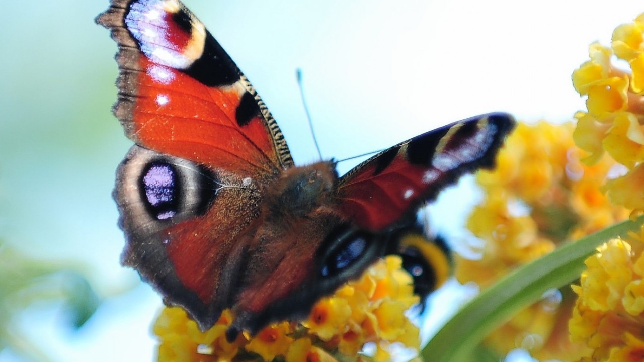 A butterfly amongst the flowers during a late show of summer in Crathes Gardens, Aberdeenshire