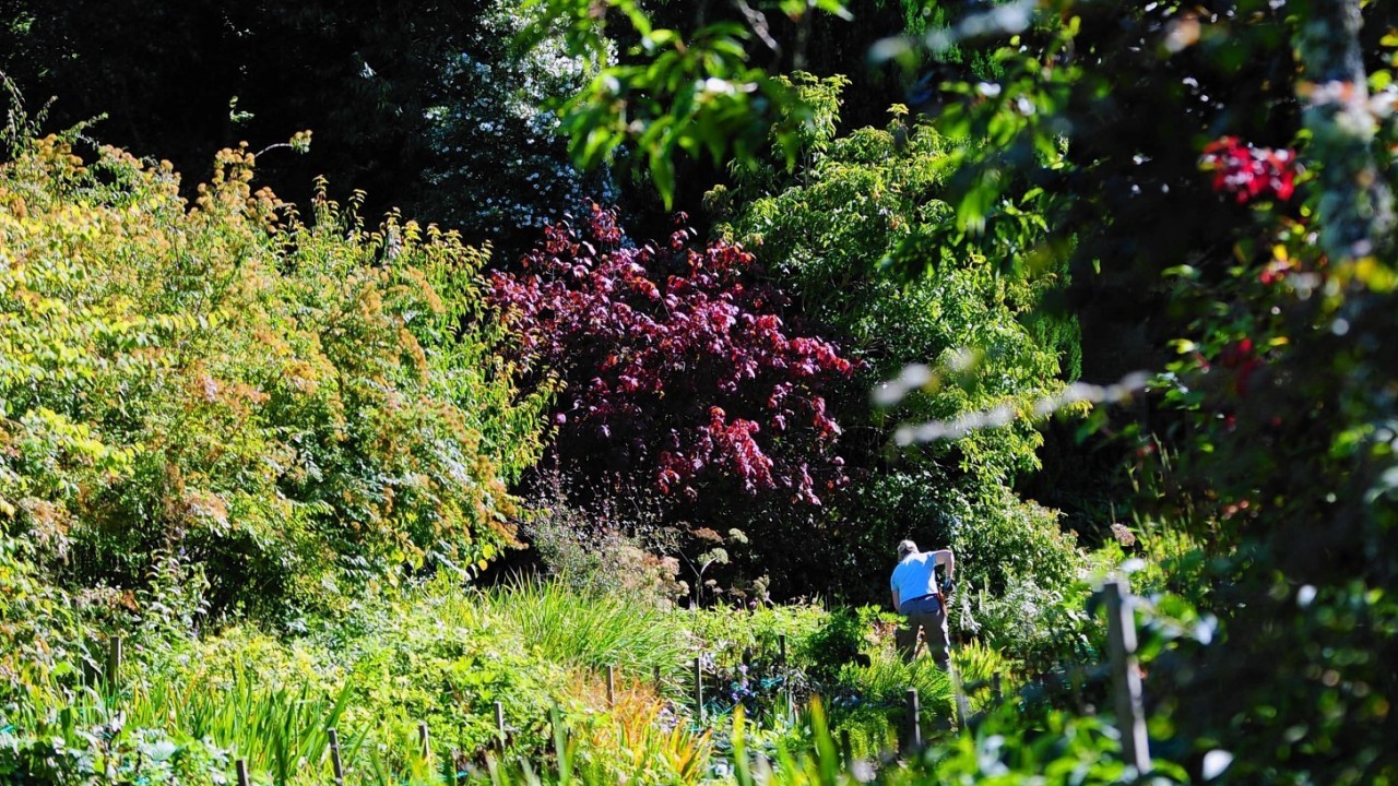 A gardener at work during a late show of summer in Crathes Gardens, Aberdeenshire