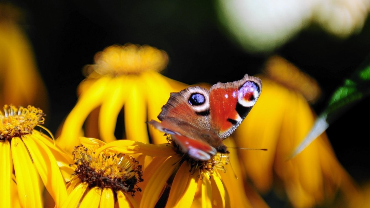 A butterfly amongst the flowers during a late show of summer in Crathes Gardens, Aberdeenshire