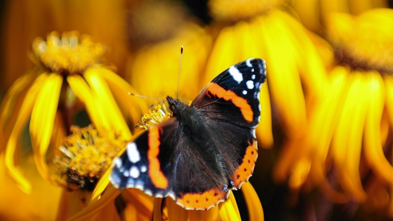 A butterfly amongst the flowers during a late show of summer in Crathes Gardens, Aberdeenshire