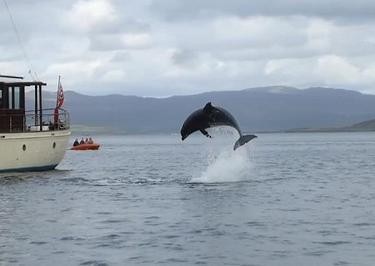 A dolphin leaps beside a boat in Tobermory Bay.