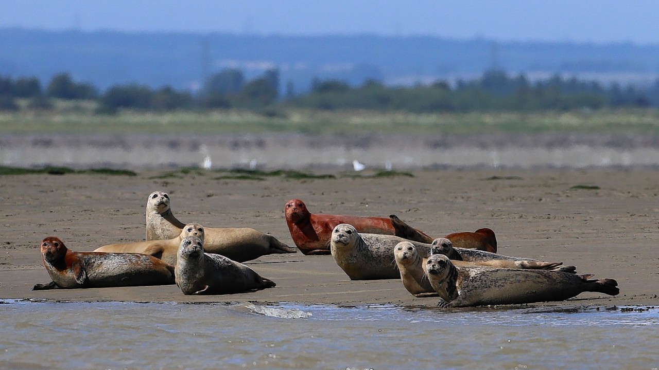 Grey Seals on the Kent coastline