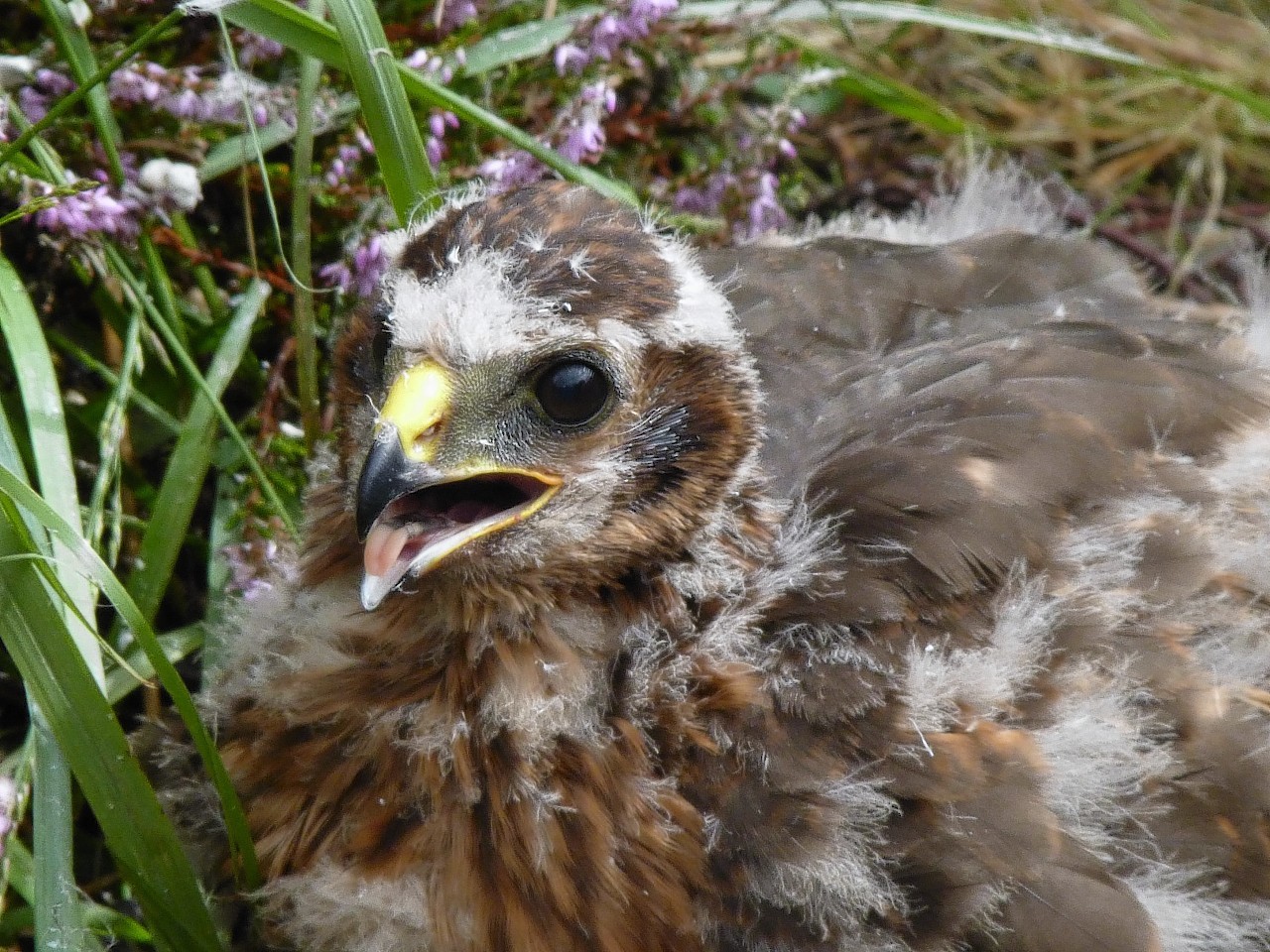 Three young hen harriers are among the four to have disappeared in suspicious circumstances.