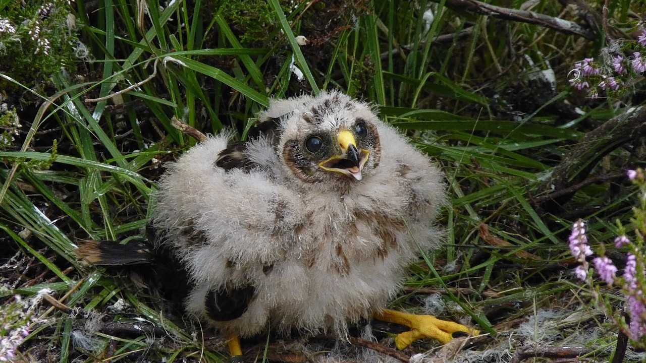 The National Trust have said that five hen harrier chicks have fledged on its land in the Upper Derwent Valley, the first time England's most threatened bird of prey has managed to succeed in rearing young to fledging in the Peak District for eight years