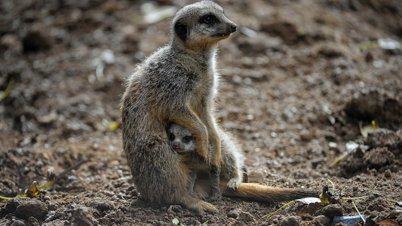 Four baby meerkats who have made their public debut at Chester Zoo