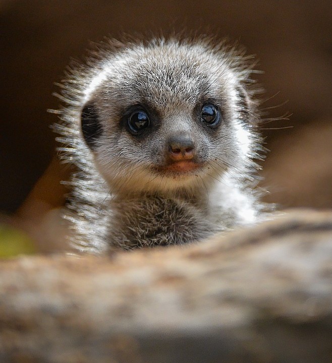 Four baby meerkats who have made their public debut at Chester Zoo