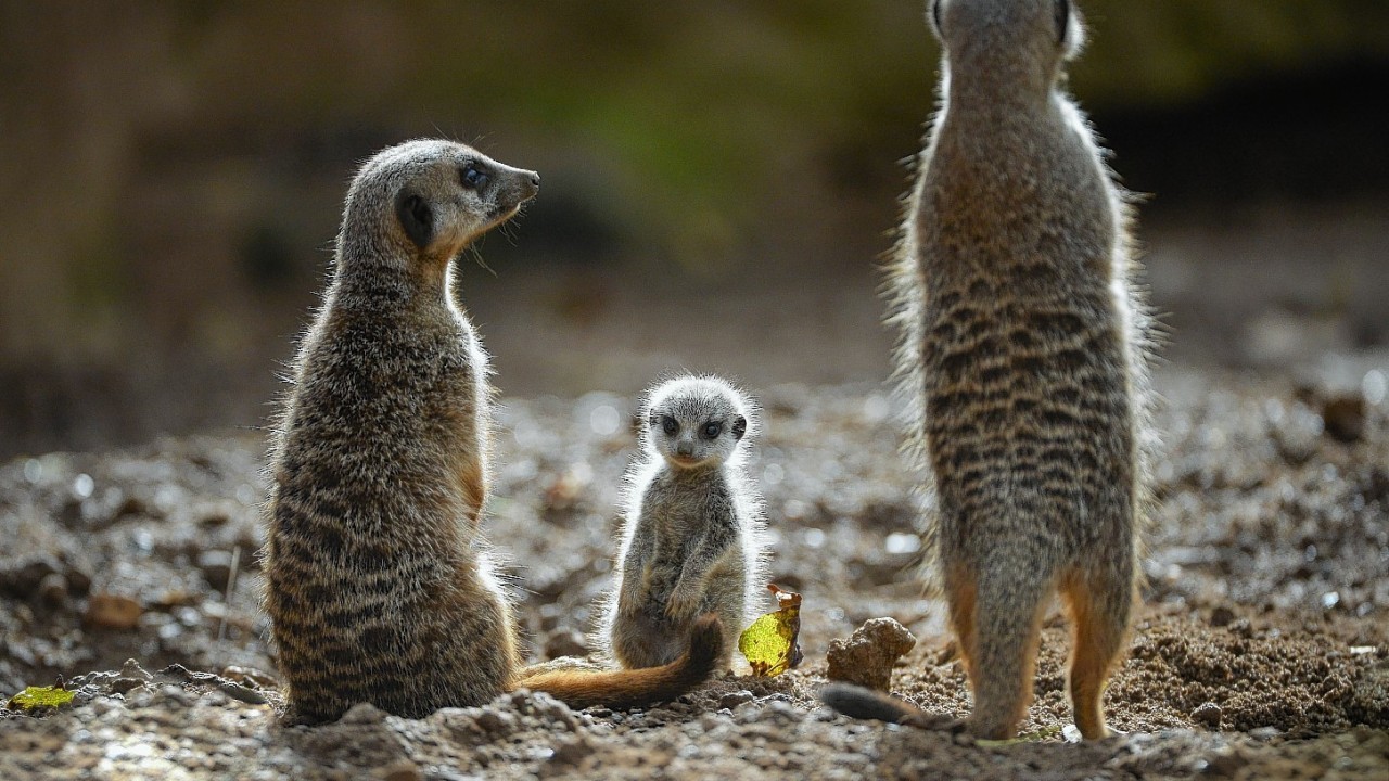 Meerkats could go on show at the new Fife Zoo