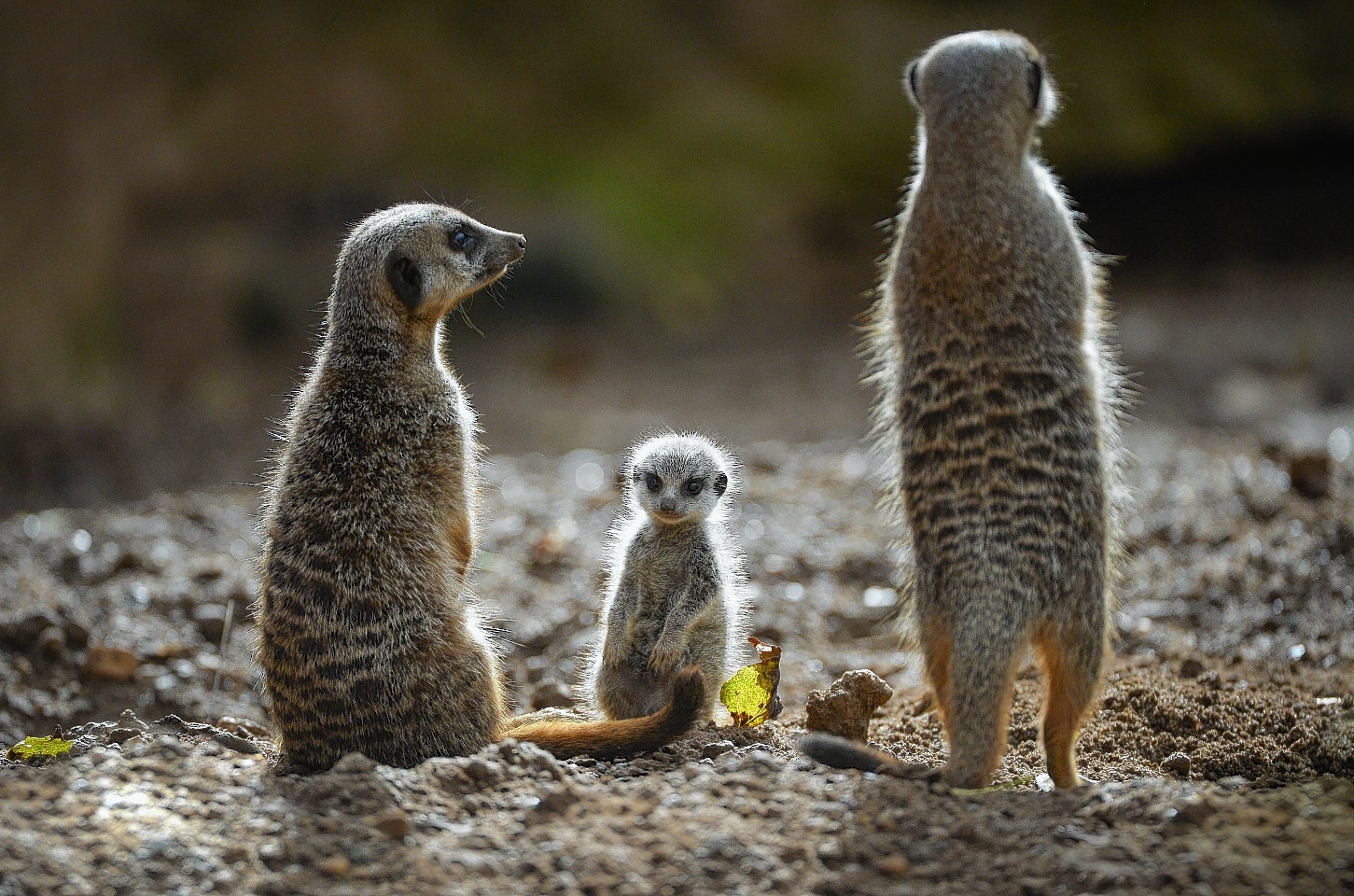 Meerkats could go on show at the new Fife Zoo