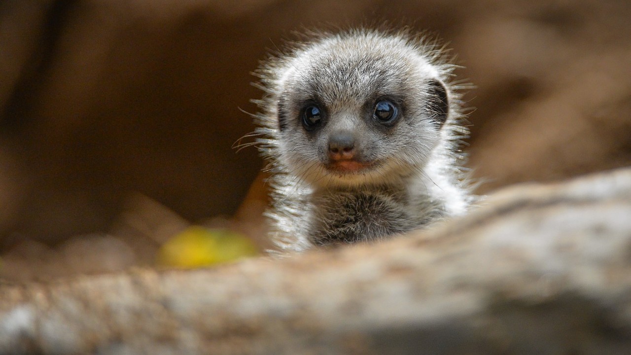 Four baby meerkats who have made their public debut at Chester Zoo