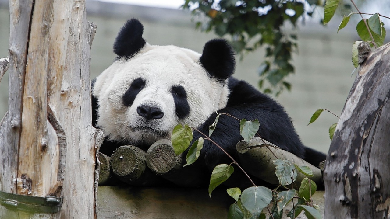 Tian Tian the panda at Edinburgh Zoo