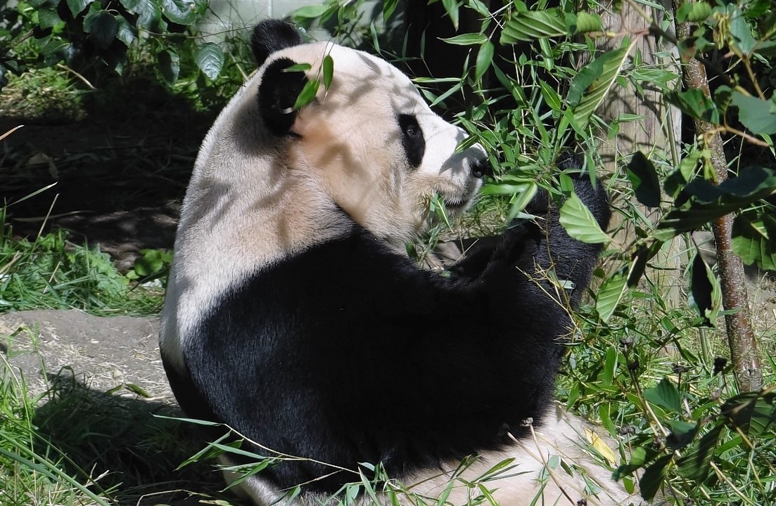 Tian Tian the panda at Edinburgh Zoo