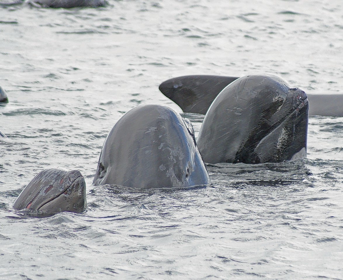 Pilot whales