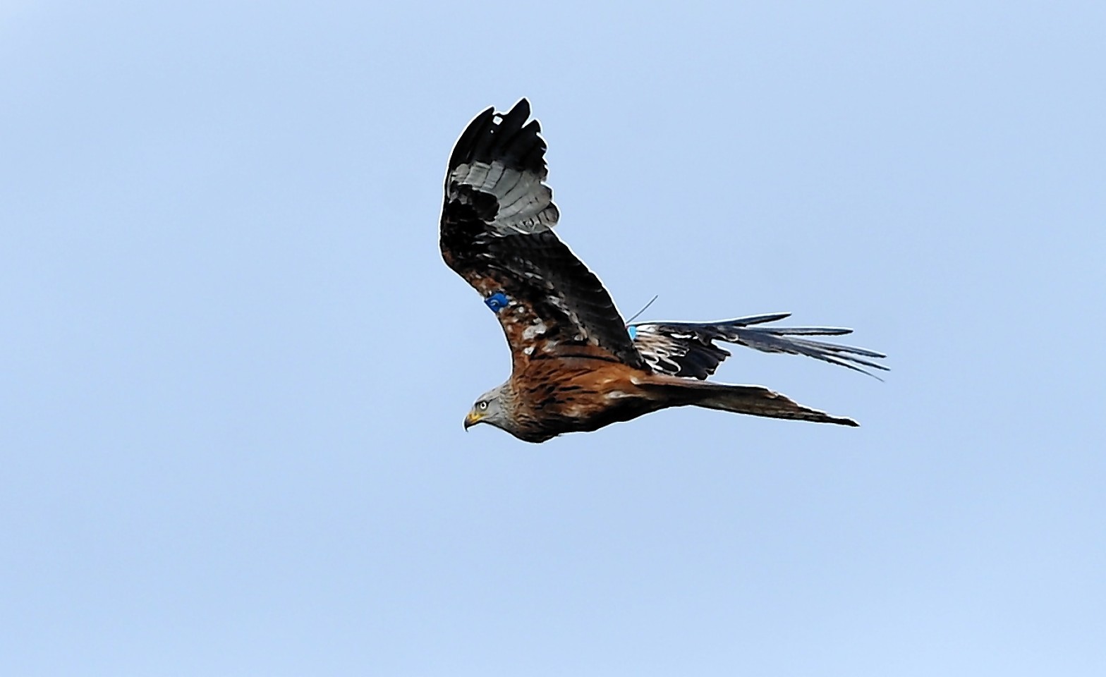 A red kite in flight in the Highlands