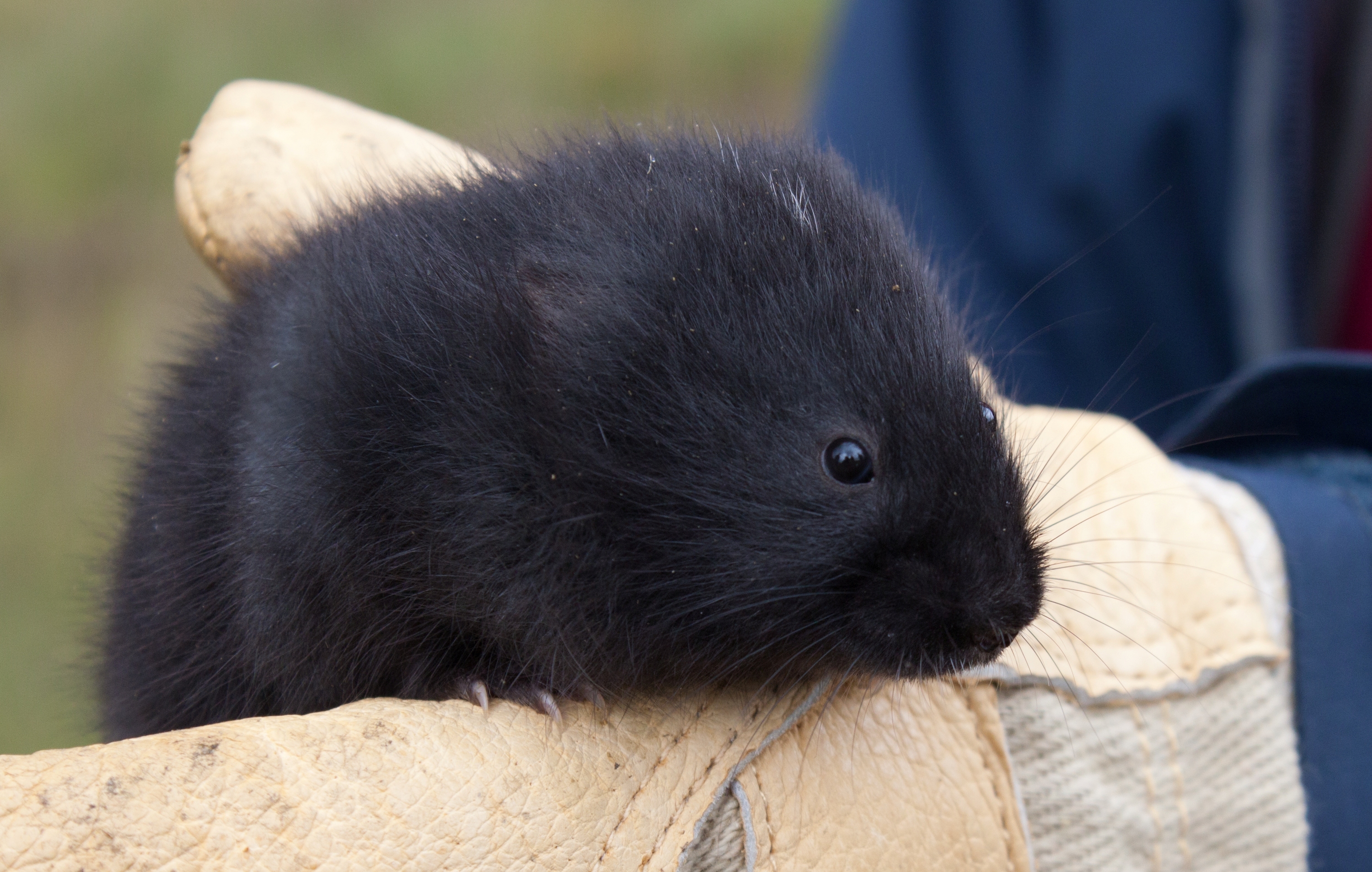 Water vole