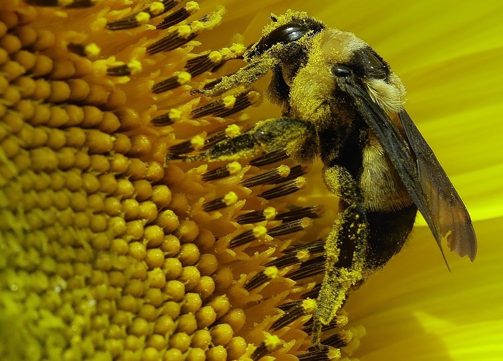 The 40 acre field planted annually by the Grinter family draws bees and lovers of sunflowers alike during the weeklong late summer blossoming of the flowers
